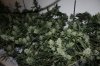 og grow outdocrug (640x427).jpg