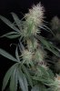 PandorasBox_Day39_Cola.jpg