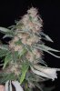 SourDiesel_Day62_Cola.jpg