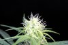 WhiteWidow_Day17_closeup.jpg