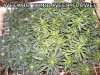 GROW WEEK 3.5 021.jpg