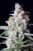 cannabis-vortex4-0250.jpg