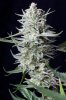 cannabis-timewreck1-0262.jpg