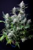 cannabis-timewreck2-0274.jpg