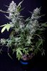 cannabis-timewreck4-0282.jpg