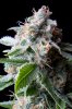 cannabis-timewreck5-0295.jpg