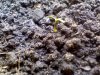 plant 2 days old 2.jpg