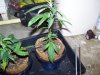 homebrew cfl clones wk 2 004.jpg