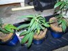 homebrew cfl clones wk 2 005.jpg