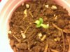 seedlings6 003.jpg