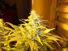 day 53 flowering (5)-001.JPG