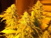 day 53 flowering (12)-001.JPG