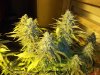 day 53 flowering (13)-001.JPG