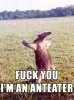 anteater-fu.jpg