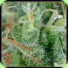 greenhouse_seeds_strawberry (1).jpg