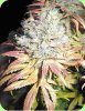 greenhouse_seeds_lemon_skun.jpg