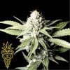 seeds_greenhouse_white_shark.jpg