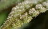 Blue Widow Trichs4.jpg