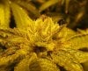 MBK trichs Apr 7 2012.jpg