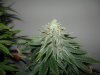 Day 50 Flower (11).jpg