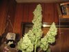 purple haze harvest 005.JPG