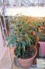 Grow2-3 Veg4-12.jpg