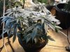 Plant E - 58 days (16) - 4_15_12.jpg