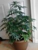 Plant D - 58 days (16) - 4_15_12.jpg