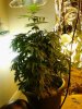 Plant C - 64 days (16) - 4_15_12.jpg