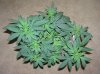 03-07-12- blueberry,trinity kush, grafruit krush 005.jpg