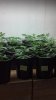 2012-03-31_2 full weeks in pots.jpg