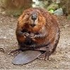 220px-American_Beaver.jpg