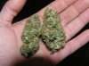 03-07-12- blueberry,trinity kush, grafruit krush 013.jpg