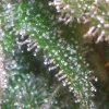 Trichomes_Close_Cannabis.jpg