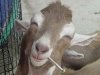 goat smoke.jpg