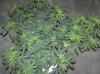 03-07-12- blueberry,trinity kush, grafruit krush 022.jpg