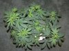 03-07-12- blueberry,trinity kush, grafruit krush 018.jpg