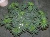 03-07-12- blueberry,trinity kush, grafruit krush 019.jpg