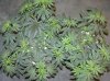 03-07-12- blueberry,trinity kush, grafruit krush 020.jpg