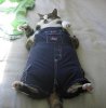 pudgycat.jpg