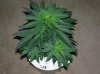 03-07-12- blueberry,trinity kush, grafruit krush 016.jpg