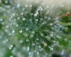 trichome9xx.jpg