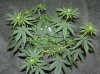 03-07-12- blueberry,trinity kush, grafruit krush 028.jpg