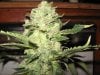 mellon kush 1 4-23-12 002.JPG