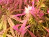 Flower wk6 Bud Art1.jpg