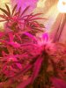 Flower wk6 Bud CU1.jpg