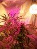 Flower wk6 Cola3.jpg