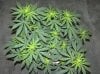 03-07-12- blueberry,trinity kush, grafruit krush 024.jpg