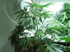 updates5week flower 008.jpg