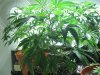 updates5week flower 009.jpg